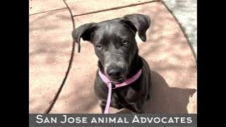 JORDAN - ID#A1275760