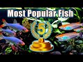 Top 5 most popular fish of 2024