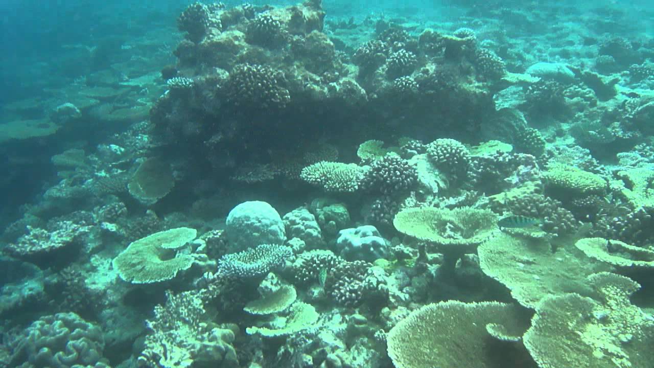 Snorkeling Vilu Reef 1 - YouTube