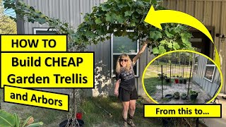 Trellis for Climbing Plants #repurpose Cattle Panels #diygarden #gardening