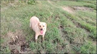 Ginni ke pair kaise ho gaye🤨#doglover #cutedog #ginni the cute lab #cute