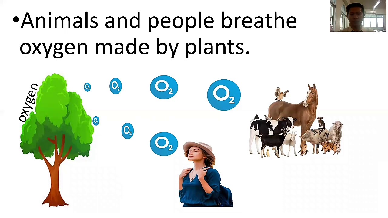 Why the Sun is important to all living things. YouTube