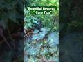"Begonia Plant 🌱Indoor & Outdoor Beauty | Growing & Care Info"#Shorts#Youtubeshorts #TrendingShorts