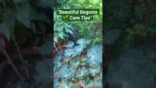 "Begonia Plant 🌱Indoor & Outdoor Beauty | Growing & Care Info"#Shorts#Youtubeshorts #TrendingShorts