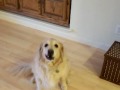 Pogledajte kako pas sprema sobu (VIDEO)