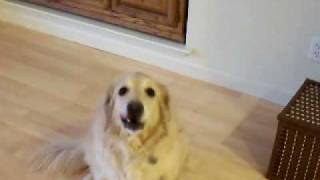 dog tricks: Golden Retriever Grace cleans the house