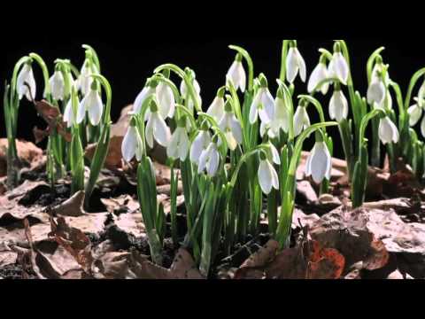 EARLY SPRING snowdrop flower time laps. Sir David Attenborough's opinion