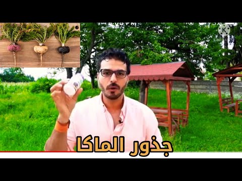 ملخص د كريم علي نتائج ملحوظة و مذهلة لكل من تناول الماكا روت