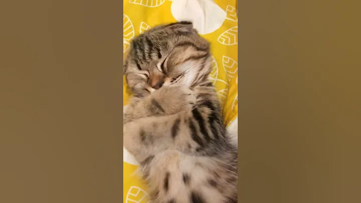 Video 5059841: funny cute cats fail, cat face cute funny, cute cat girl, cat cute animals, adorablecats cute