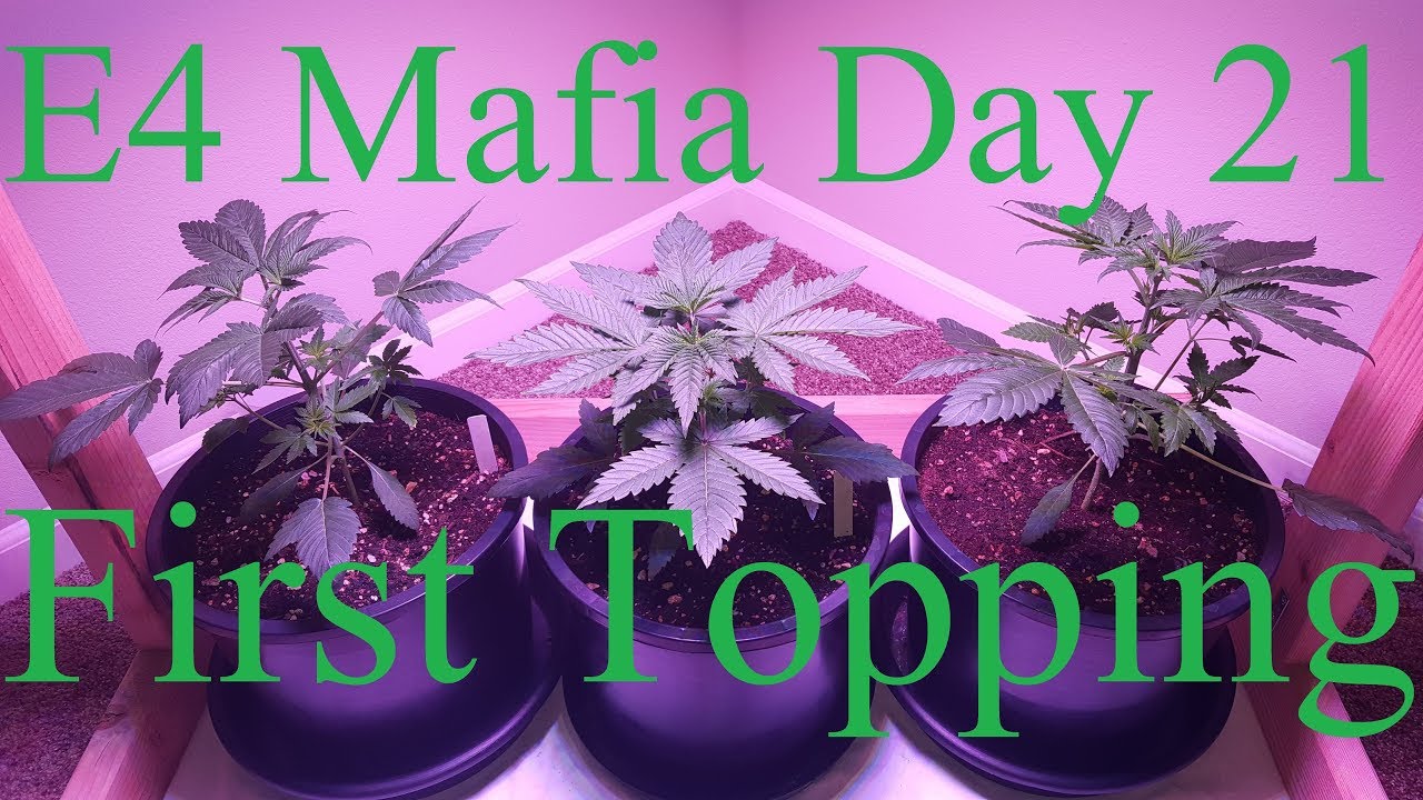 Calivetgrown E4 Mafia Grow Day 21 First Topping