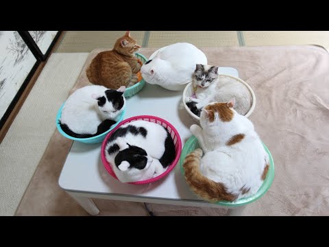 かご猫LIVE配信　220709