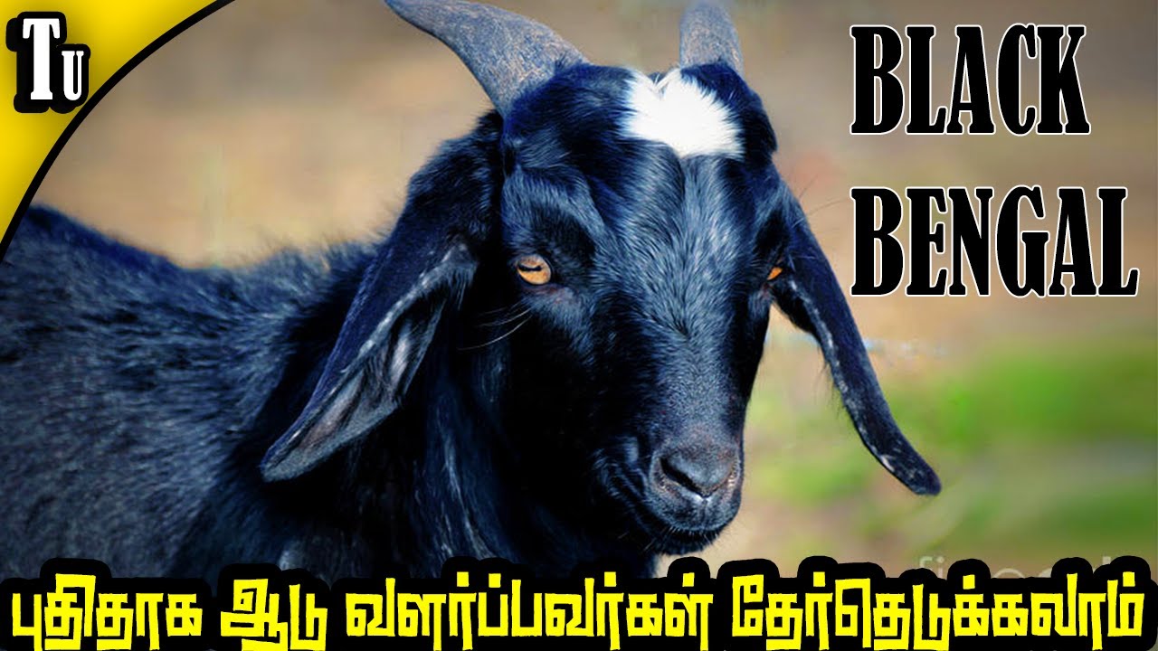 black bengal goat | புதிதாக ஆடு வளப்பவர்கள் தேர்தெடுக்கலாம் - YouTube