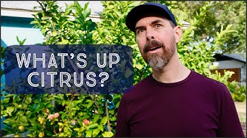 HOW TO KNOW WHEN CITRUS FRUIT ARE RIPE | TIPS FOR HARVESTING CITRUS