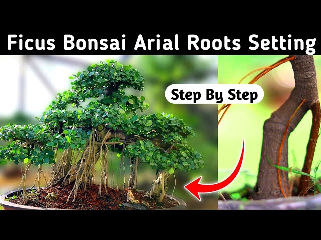 Ficus Bonsai Aerial Roots Setting class=