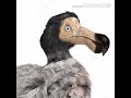 Dodo Bird Screech