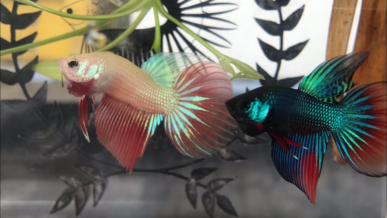 Dòng Lia Thia Đồng Đặc Biệt Lần Đầu Nhìn Thấy | UTN Betta Shop