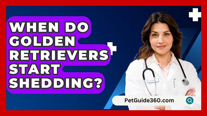 When Do Golden Retrievers Start Shedding? - PetGuide360.com