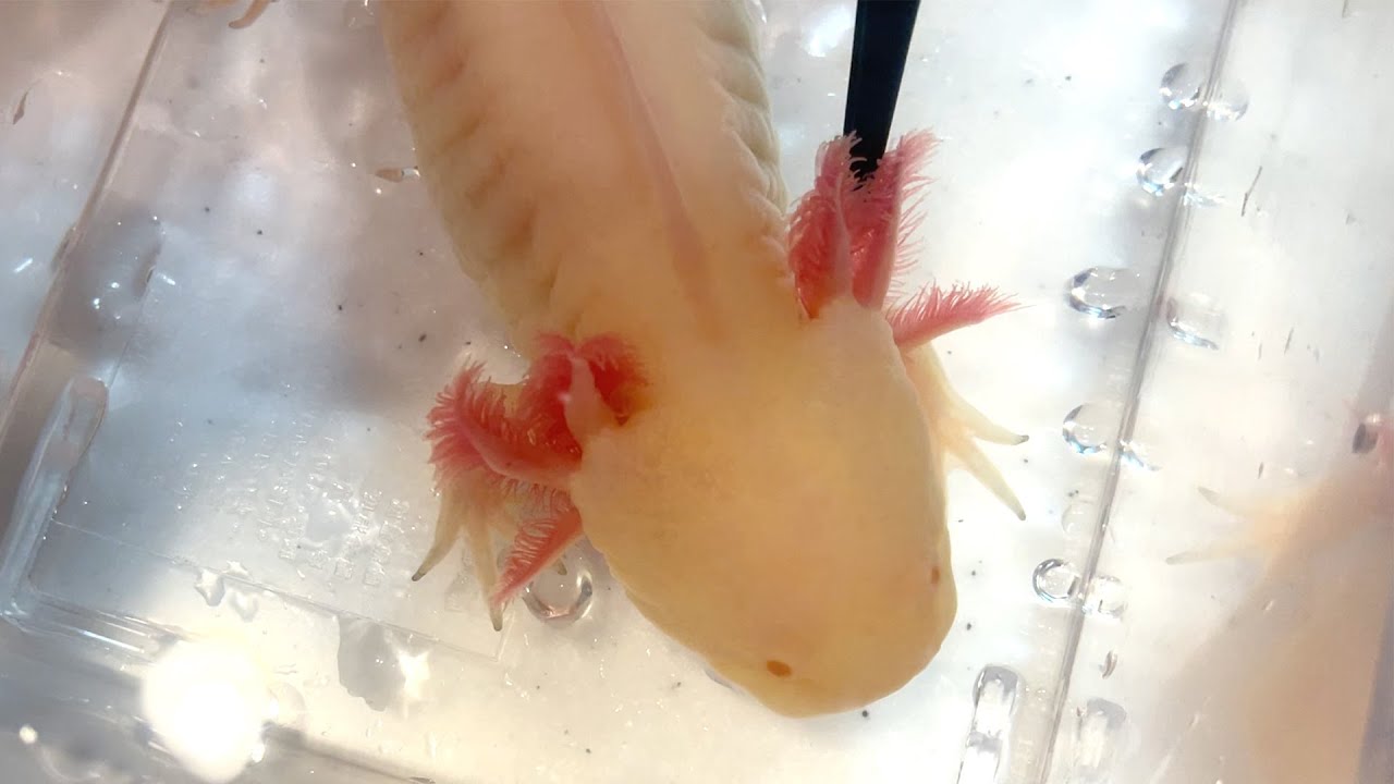 うぱ丸さんに寄生虫の疑いがありました ウーパールーパー 飼育 かわいい おもしろ 両生類 メキシコサンショウウオ アホロートル メキシコサラマンダー 動物 Youtube