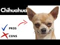 Chihuahua Pros And Cons | The Good AND The Bad!! の動画、YouTube動画。
