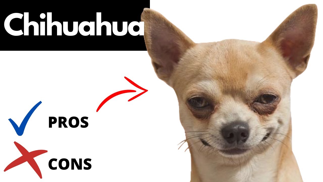 Chihuahua Pros And Cons | Should You Really Get A Chihuahua?