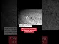 Coyotes caught on video…