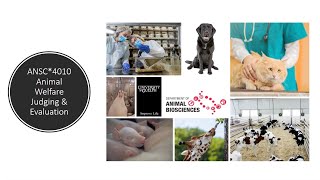 Animal Welfare Judging and Evaluation Course (ANSC4010)