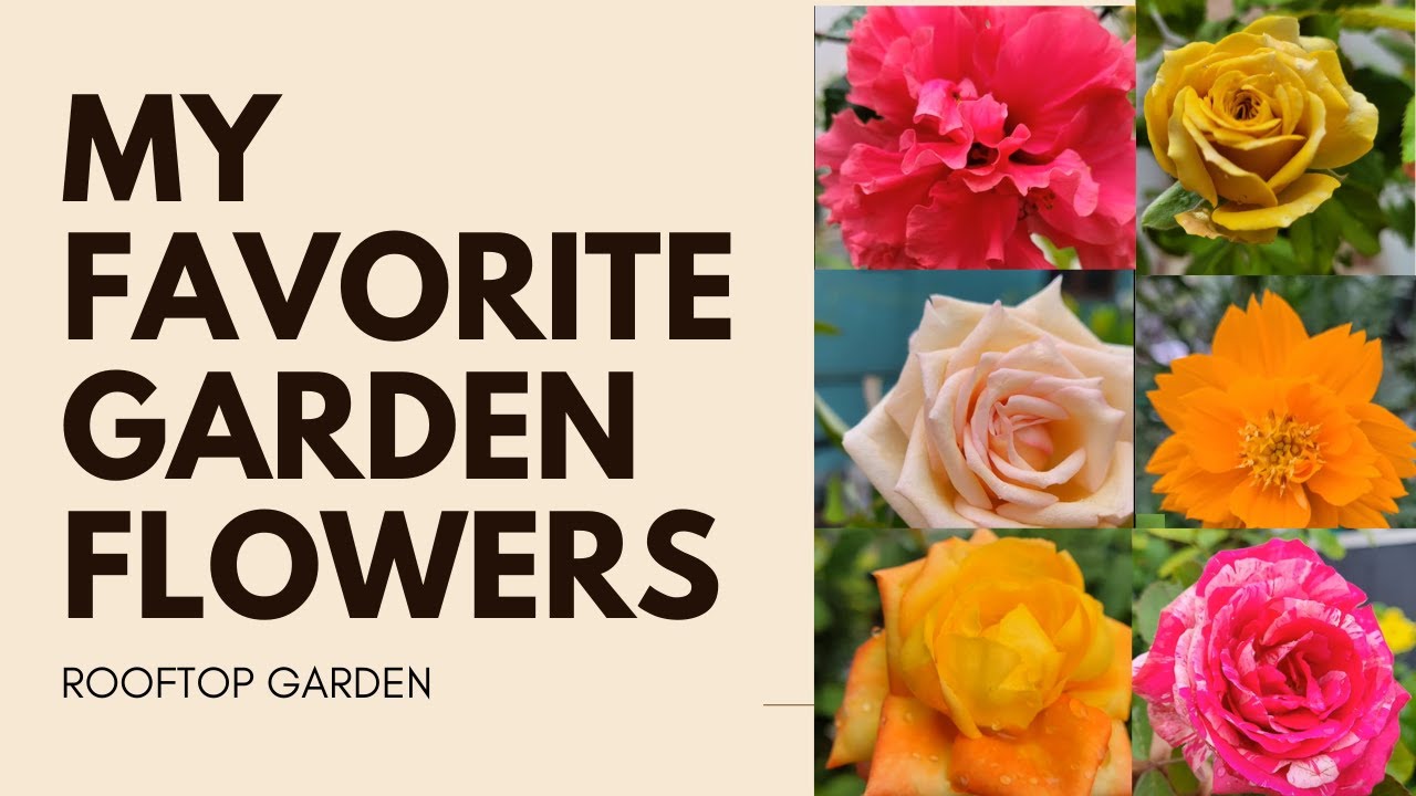 My favorite garden flowers ️ - YouTube