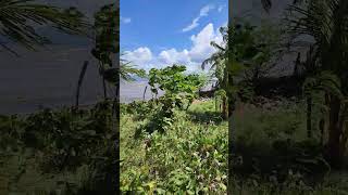 1# tides and tales of the sea Amlan, Negros Oriental 13 декабря 2023 г.
