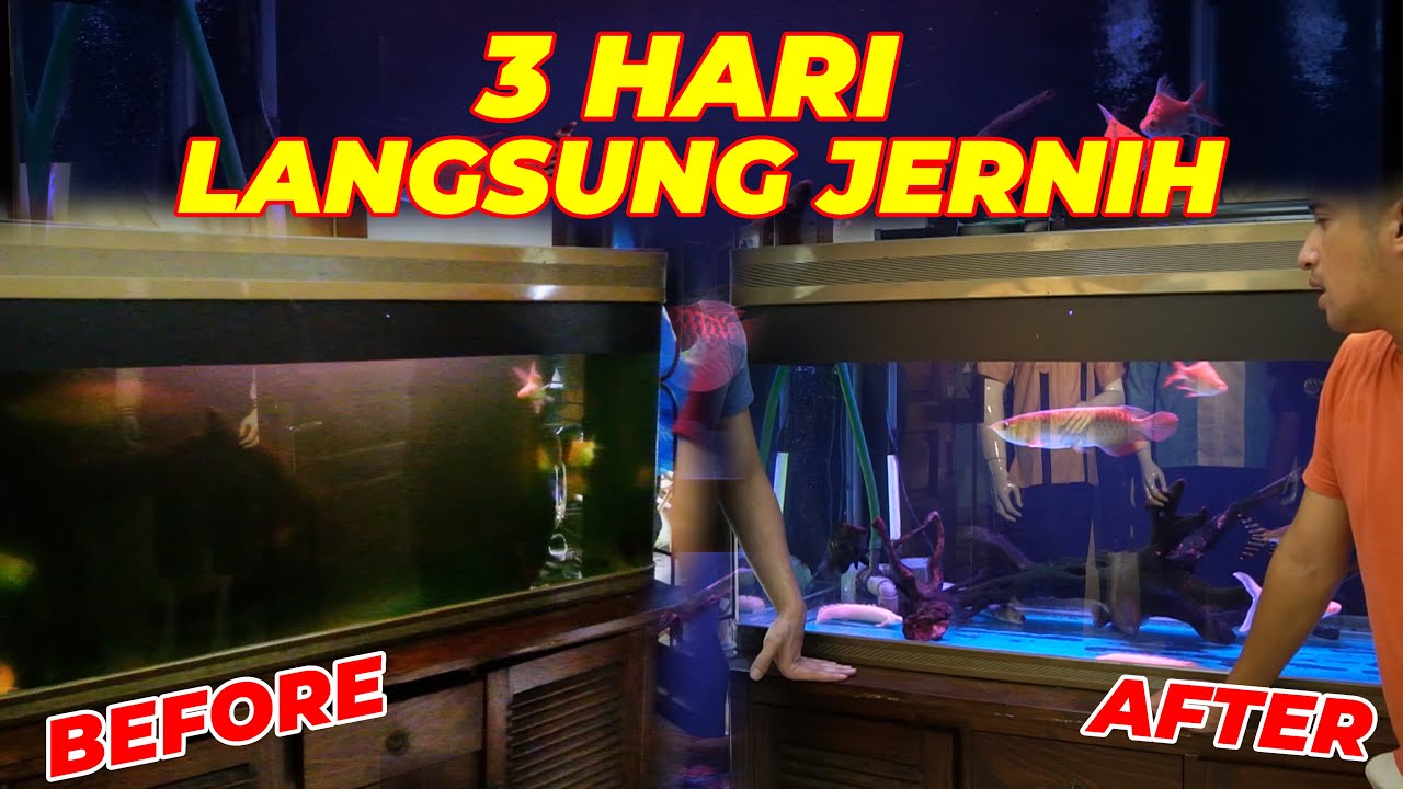 KACAU SIH INI FILTER, 3 HARI LANGSUNG JERNIH KAYAK GINI