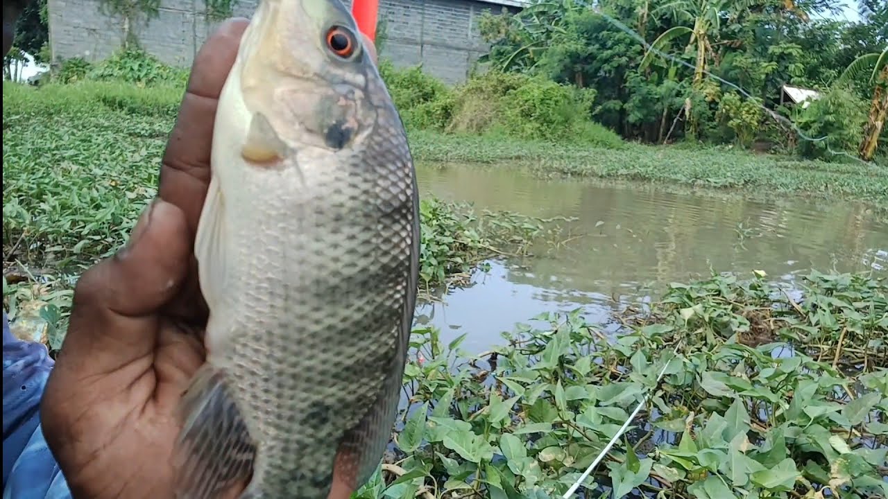 Essen Anti Boncos Lagi Beraksi