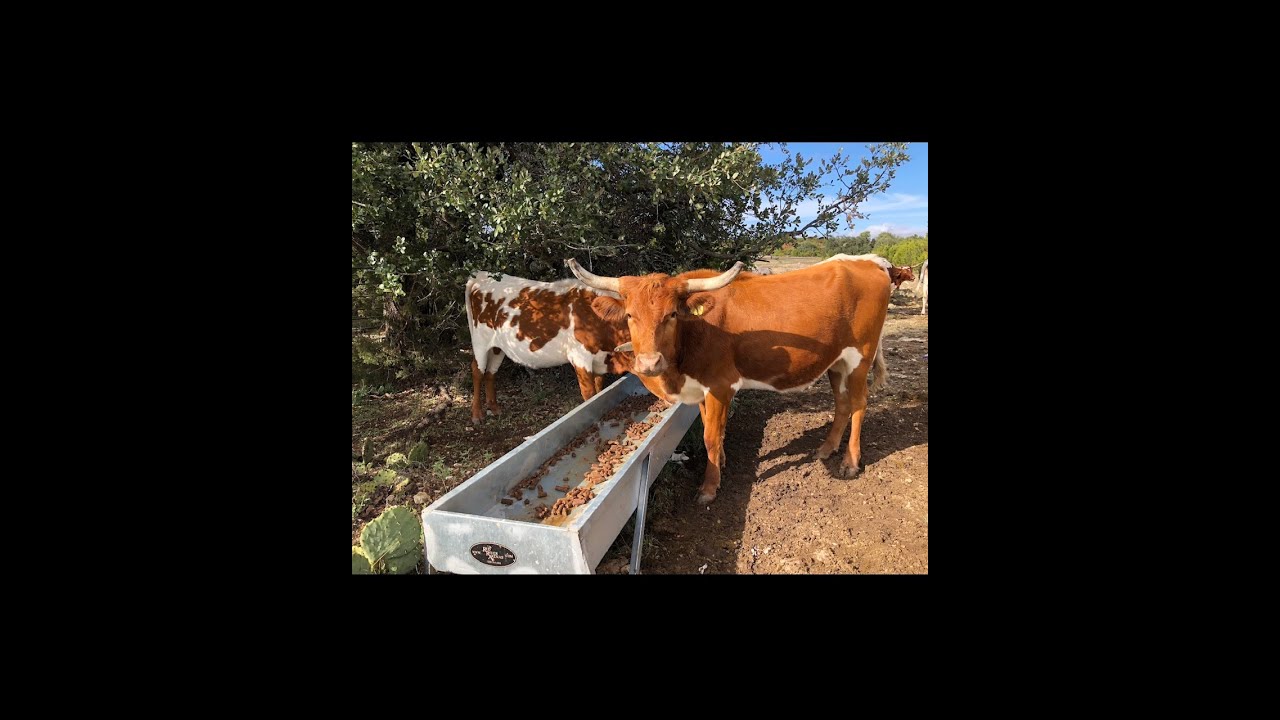 MF10  Galvanized Metal Bunk Feeder