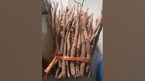 SÂM CAU ĐỎ CHUẨN RỪNG - ĐẶC SẢN TÂY BẮC