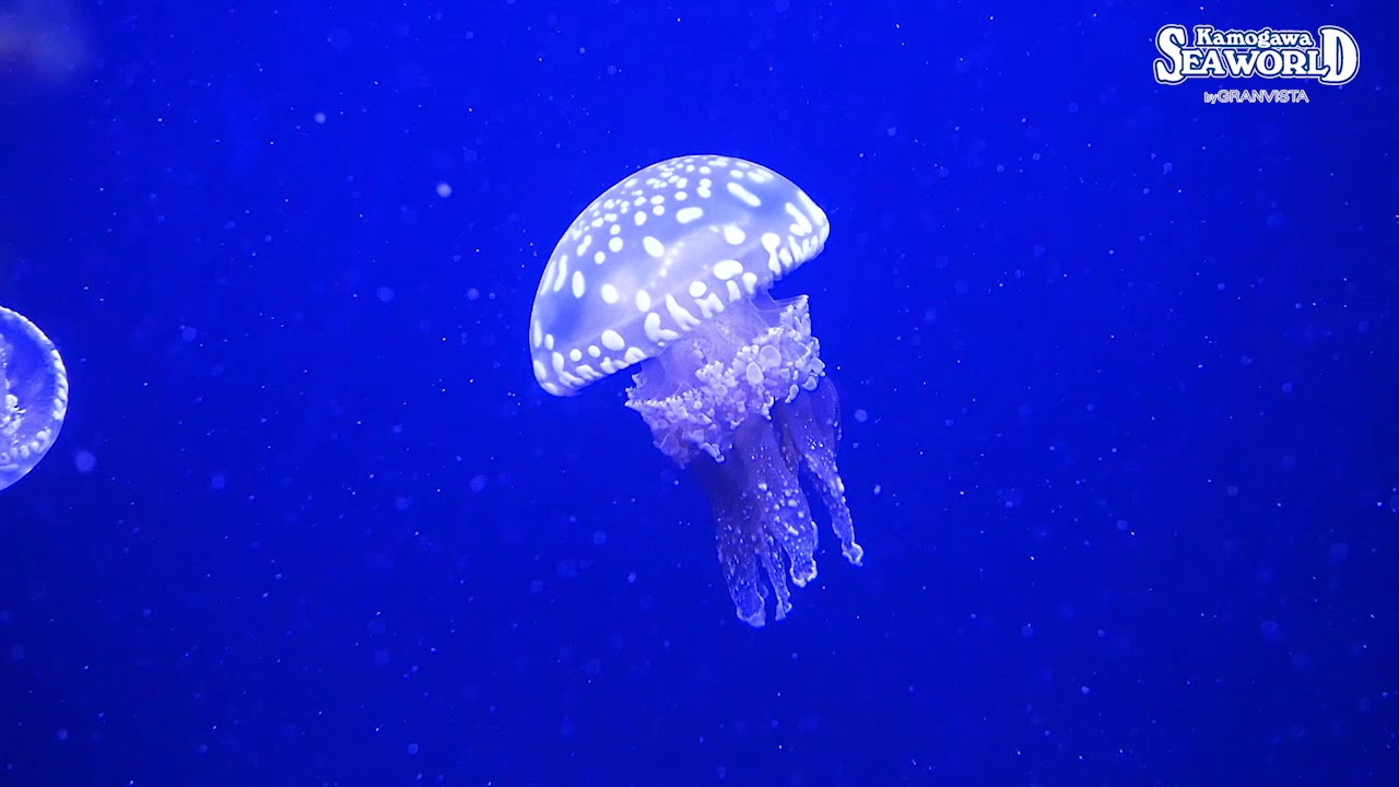 Vol.186～夏のクラゲ「タコクラゲ」～｜鴨川シーワールド-東京・千葉の