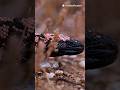 The only Venomous Lizard in the united states (gila monster)