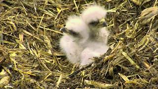 DECORAH EAGLES 🐥 🐥  INCREDIBLE CLOSE-UP FOOTAGE FROM HATCH DAY ◕ WELCOME EAGLET DN8 ◕ NORTH NEST
