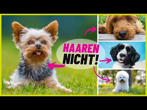 Video: 12 Hunderassen, die zu Trennungsangst neigen