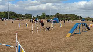 Cashy grade 2 agility RKCIF 26