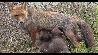 Fox with 4 little cubs..Supercute...