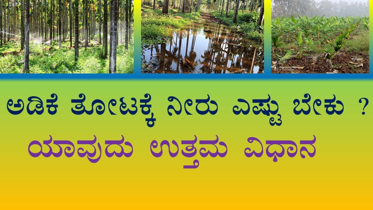 ಅಡಿಕೆ ಗಿಡಕ್ಕೆ ನೀರು ಎಷ್ಟು ಬೇಕು? ಯಾವುದು ಉತ್ತಮ ವಿಧಾನ...