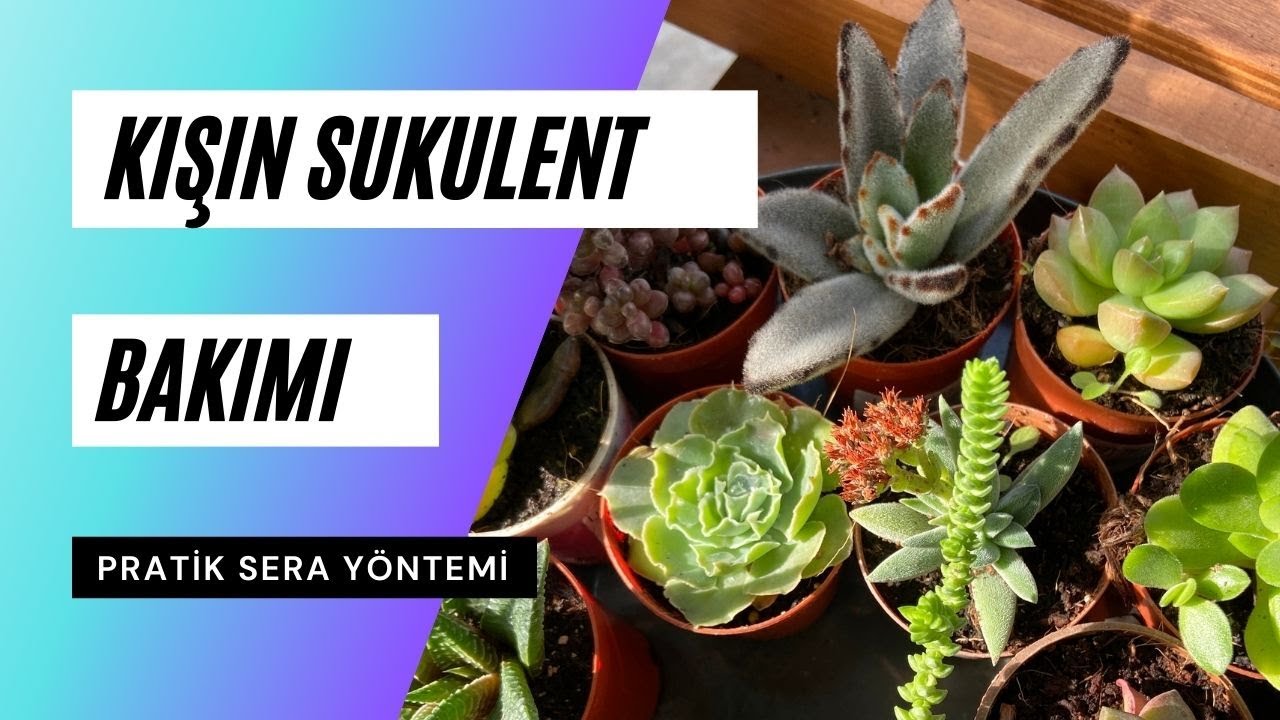 Kışın Sukulent ve Kaktüs Bakımı ve Pratik Sera Yöntemi 🌵☃️