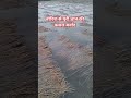 बारिश से धान की फसल बर्बाद #up #barish #dhan #fasal #kisan #farmer #sad #yogiadityanath