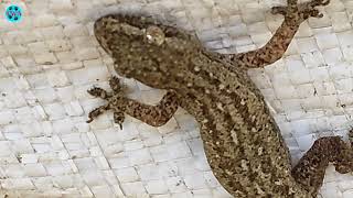 Common Lizard