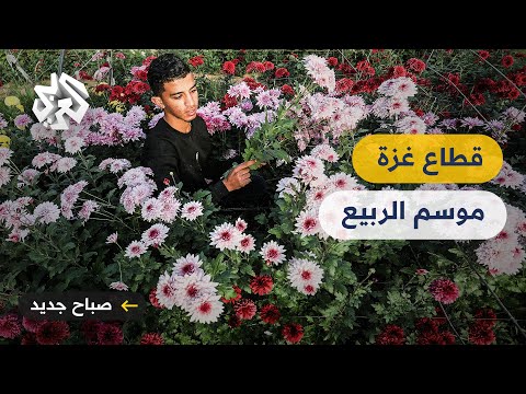 انتشار باعة الورود في طرق وأحياء قطاع غزة بحلول فصل الربيع