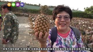 中華新報20210315 屏東內埔犁頭鏢 林湯農場 林德輝處長深諳農事專業掌握特殊地理優勢培育出世界第一讚鳳梨
