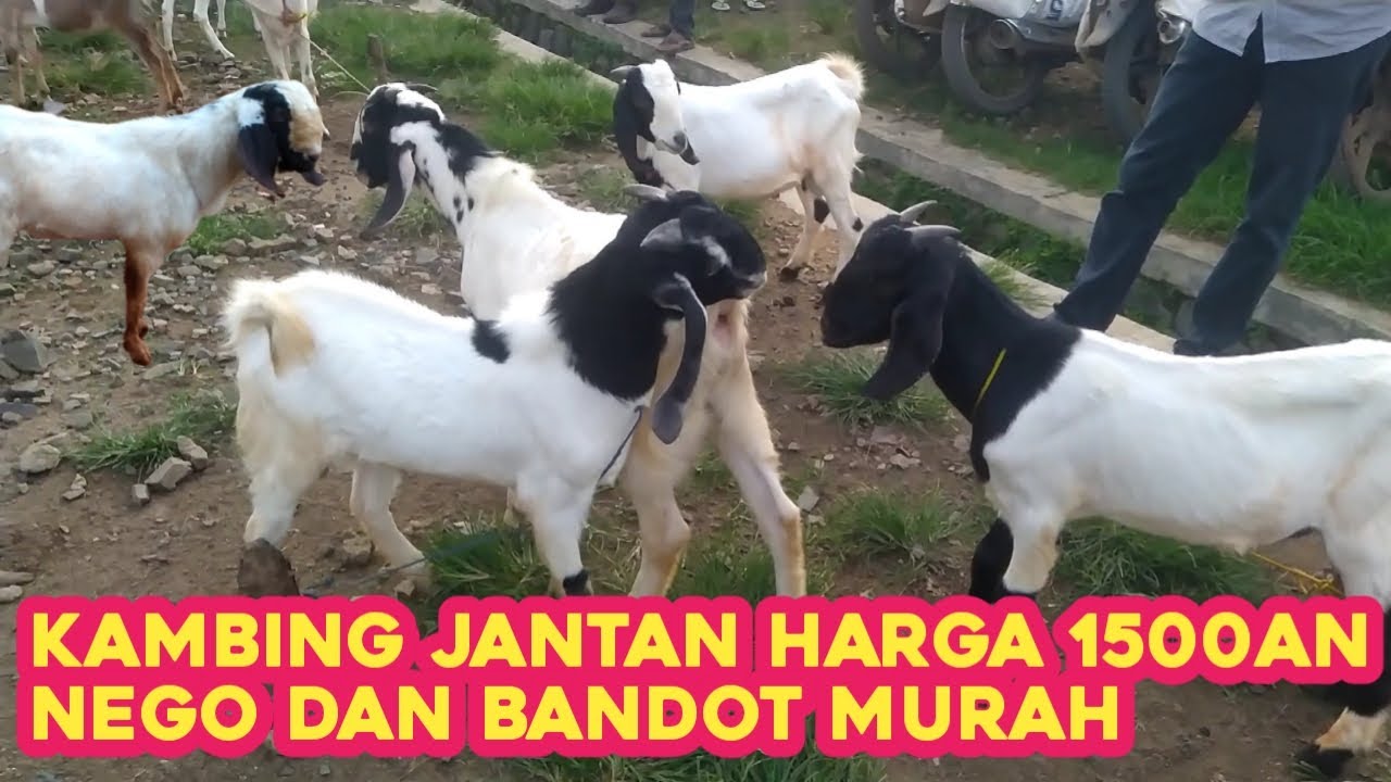 KAMBING JANTAN HARGA 1500AN NEGO DAN BANDOT MURAH - YouTube