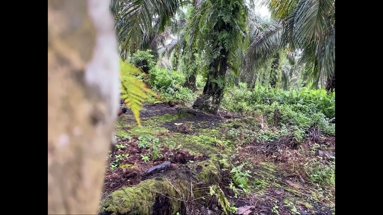 Tapau ayam muda,jangan lupa subrek ygy 