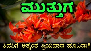ಶಿವನಿಗೆ ಅತ್ಯಂತ ಪ್ರಿಯವಾದ ಮುತ್ತುಗ ಅಥವಾ ಪಲಾಶ | Palash or muttuga