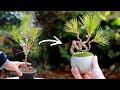 黒松の畳み込み湯呑みミニ盆栽～間延びした黒松をコンパクトに～【Bonsai diary 盆栽日記 12/23】初心者の簡単園芸、盆栽の作り方 ラフィア 黒松 black pine EOS R5