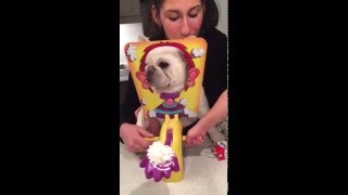 dog plays pie face