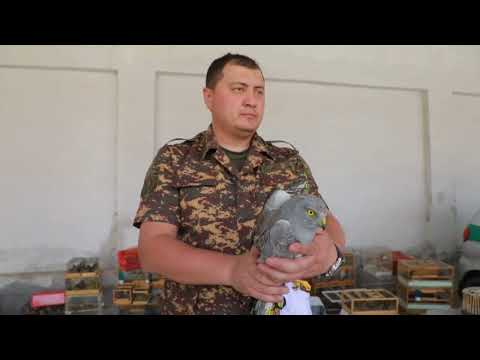 2025 IUCN WCPA International Ranger Awards: Lazizbek Khasanov, Ugam-Chatkal, Uzbekistan